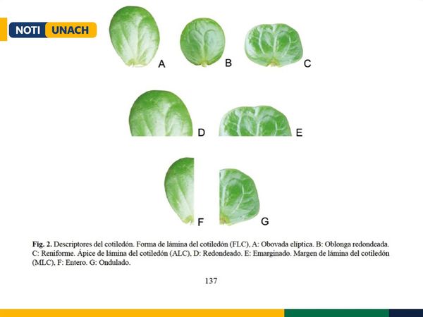 DOCENTES INVESTIGADORES DE LA UNACH PUBLICAN ARTÍCULO CIENTÍFICO EN LA PRESTIGIOSA REVISTA BONPLANDIA DE ARGENTINA